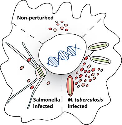 The Interplay of Host Lysosomes and Intracellular Pathogens